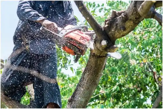 tree services Elysburg